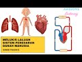 Melukis Laluan Sistem Peredaran Darah Manusia | Sains Tahun 5