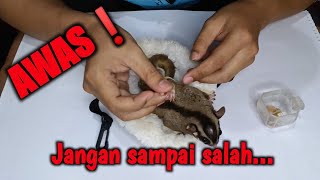 Cara Memotong Kuku Sugar Glider yang Benar dan Aman