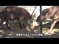 【鳴き声】ブラジルバクの親子のコミュニケーション【遊亀公園附属動物園】