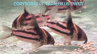 Corydoras cf parallelus CW127