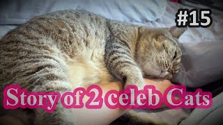 [✺Story of 2 Celeb CATs ]~XV, funny video by a Thailand based Hong Kong Travel Influencer✹胡慧冲兩隻貓主演