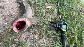 Phá dớp máy Daiwa Steez HLC tại hồ lure Hoàng Anh quá rực rỡ.#lurefishing #câulure #xuhuong #cauca