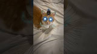 Cat Transformer Kucingnya berubah #filtertiktok