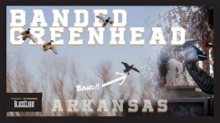 BANDED Mallard in ARKANSAS Timber | \