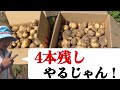 【ジャガイモ栽培の芽かき】何本残しがベスト？1本残しから芽かきしない、5通りのじゃがいもを収穫して検証してみました【家庭菜園】