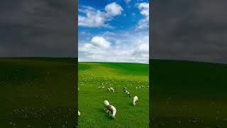 Hulunbuir beautiful grassland 這個暑期想去呼倫貝爾大草原