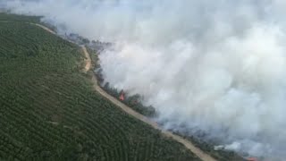 Riesiger Waldbrand auf türkischer Halbinsel