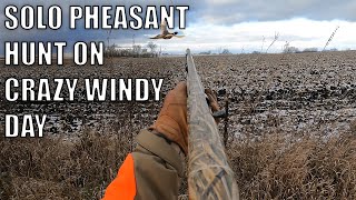 SOLO PHEASANT HUNT ON CRAZY WINDY DAY | THE MOST BIRDS IVE SEEN