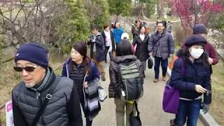 岡本梅林公園　梅まつり　神戸市東灘区　The plum grove