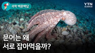 [과학 백문백답] 문어는 왜 서로 잡아먹을까? / YTN 사이언스