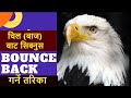 चिल (बाज) बाट सिक्नुस Bounce Back गर्ने तरिका | Eagle Philosophy | Sanat anjaam |