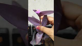 Purple Heart Blooming | Vertical Gardening | Neetu's Nostalgia