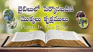 bible in the plants