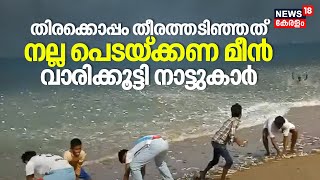 Tirur Beachൽ തിരക്കൊപ്പം തീരത്തടിഞ്ഞത്‌ നല്ല പെടയ്ക്കണ മീൻ, വാരിക്കൂട്ടി നാട്ടുകാർ | Sardine Fish