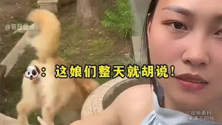 盘点一秒认怂的狗子，完美演绎狗仗人势，像极了网络上的键盘侠