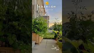 (家庭盆栽/小花槽种植 8）朝阳无限美， 看彩云飘逸，闻花香四溢