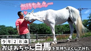 今年28歳になる肝っ玉ばあちゃん白馬が放牧場で人に甘えてくる姿が可愛すぎました。【ツルマルボーイ様のシモベ】