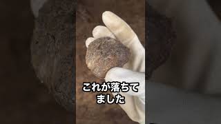 【悲報】牛のイボが取れた…😵💥