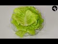 cabbage roll recipe healthy weightloss recipe paneer stuffed cabbage rolls