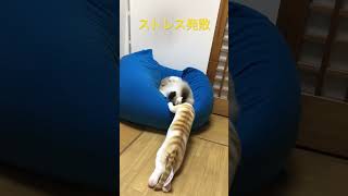 茶トラ猫にいじめられたストレスをぬいぐるみで解消するラグドール