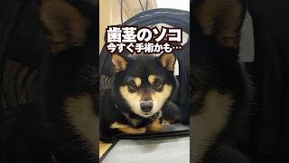 歯茎の黒いもの即手術かも……#心臓病 #犬  #動物病院 #獣医師  #痛い  #柴犬 #心不全  #僧帽弁 #歯周病 #肺水腫 #ごとふ #ガン  #かわいい #メラノーマ #狂犬病予防注射