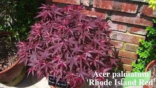 Acer palmatum 'Rhode Island Red' | Red Dwarf Japanese Maple For Bonsai | MrMaple Clips