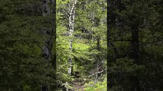 Bigfoot in the creek Canada June 2024