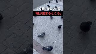 すぐ聞けるこわい話「鳩が集まるところ」#怪談 #怖い話 #テラサマ