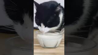 Kitten drinking milk | cat video | cute cat drinking milk | cats #shorts #catdrinkingmilk