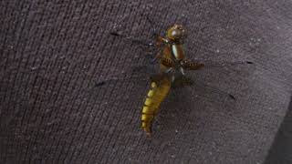 Broad-bodied chaser / Modri ploščec