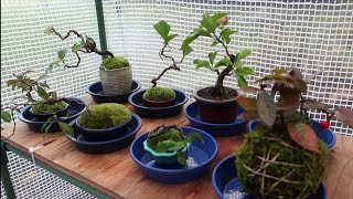 Bonsai diary  ♯148「冬に盆栽活動をする作業場の確保＋素材の保護室」