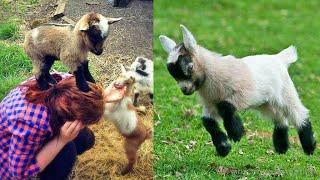 Happy Jumping Goats Dancing 😂🐐 Forget CATS and DOGS! Funny Baby Goat Videos