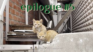 Epilogue) 집 나간 고양이들이 한 달 만에 돌아왔다 #5 ㅣ 어미고양이 ㅣ 새끼고양이 ㅣ 길냥이 ㅣ 집사브이로그