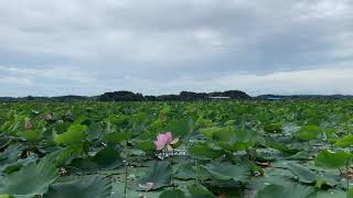 2019伊豆沼内沼はすまつり②