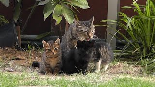 子猫3兄弟、母猫についていく kitten and mother