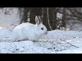 sax zim bog minnesota snowshoe hare vs red squirrel