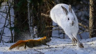 Sax Zim Bog, Minnesota: Snowshoe  Hare vs Red Squirrel