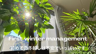 【観葉植物】初めての冬越しは不安ばかり【vlog】