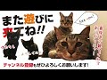 母のお布団に入って寝るちゃっかり者の猫