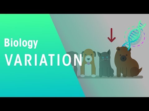 What does it mean if there are variations within a species?