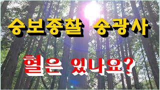 승보종찰 송광사 혈은 있나요?/진성의실용풍수