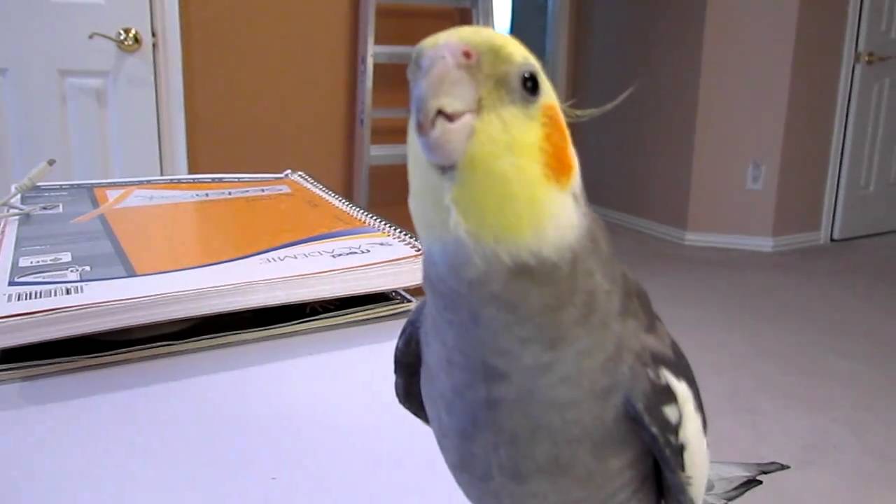 Cockatiel Whistling Youtube