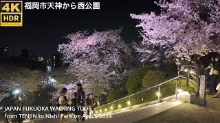 4khdr video walking from Tenjin, Fukuoka City, Japan to Nishi Park where cherry blossoms bloom