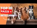 Le Razze di Cani più Intelligenti [TOP 10]