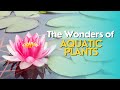 The Wonders of Aquatic Plants