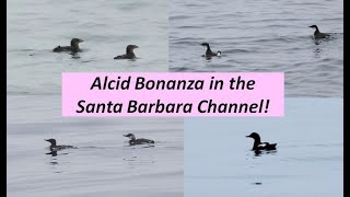 Santa Barbara Channel Pelagic Trip - Alcids in Southern California