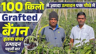 100 किलो से ज़्यादा उत्पादन वाला Grafted बैंगन 🍆