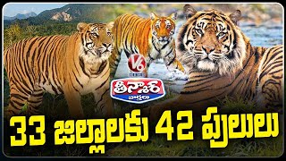 Tiger Population in Telangana : 42 Spotted in 33 Districts  | V6 Teenmaar