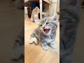 Singing Kitten: Adorable Meows in Perfect Harmony with Music