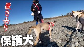 【保護犬】嬉しくて走り出した犬が振り返ったら・・号泣